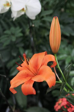 Doğadaki çiçekler - Sanal arka plandaki çiçekler - Güneşteki çiçekler - çiçek ve tomurcuk