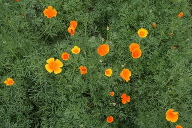 Benekli güneşte çiçekler, yabani çiçek demetleri.