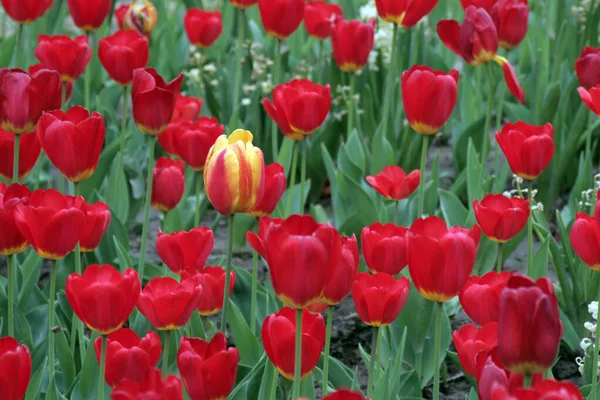 Blumen Der Fleckigen Sonne Wildblumen Tulpen Ein Meer Von Blumen — Stockfoto