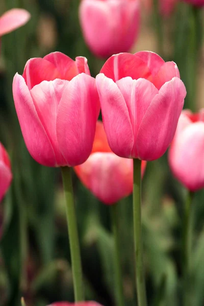 Quelques Fleurs Fleurs Dans Nature Fleurs Soleil Deux Fleurs — Photo