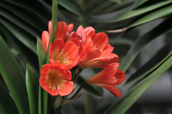 Fleurs Dans Nature Fleurs Avec Fond Virtuel Bouquet Fleurs — Photo