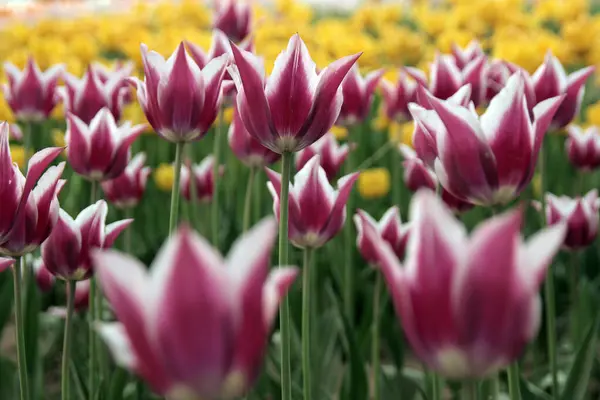 Blumen Der Fleckigen Sonne Wildblumen Tulpen Ein Meer Von Blumen — Stockfoto
