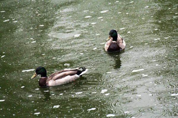 mandarin duck -- Mandarin duck on the lake -- in the lake -- In pairs