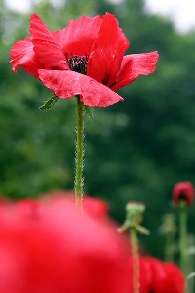 Fleurs Dans Nature Fleurs Avec Fond Virtuel Coquelicots Une Fleur — Photo