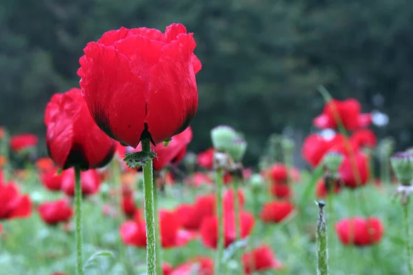 Flowers Nature Flowers Virtual Background Poppies Poppies Everywhere — Stock Photo, Image