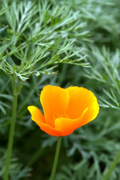 Fleurs Dans Nature Fleurs Avec Fond Virtuel Fleurs Soleil Une — Photo