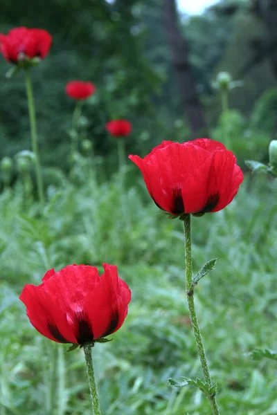 Fleurs Dans Nature Fleurs Avec Fond Virtuel Coquelicots Deux Fleurs — Photo