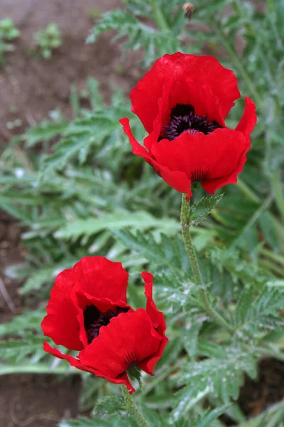 Fleurs Dans Nature Fleurs Avec Fond Virtuel Coquelicots Deux Fleurs — Photo