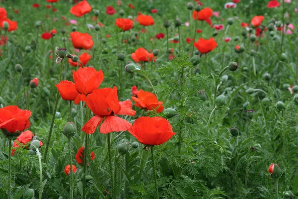 Fleurs Dans Nature Fleurs Avec Fond Virtuel Coquelicots Coquelicots Partout — Photo