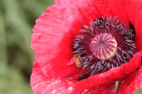 Fleurs Dans Nature Fleurs Avec Fond Virtuel Fleur Pavot Stamen — Photo