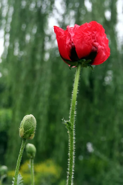 Цветы Природе Цветы Виртуальным Фоном Маки Цветы — стоковое фото