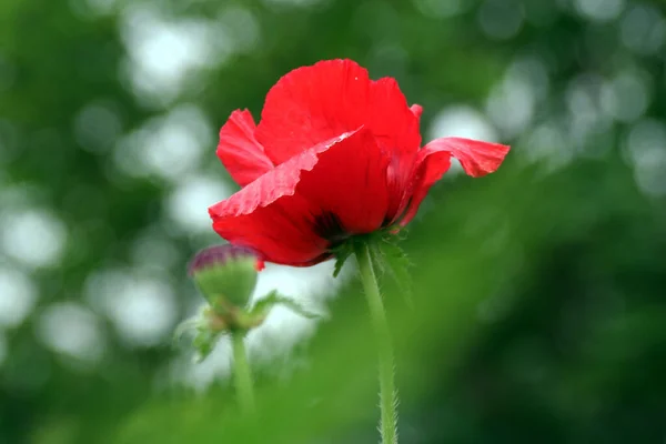 Flowers Nature Flowers Virtual Background Poppies Flowers — Stock Photo, Image