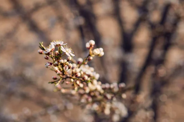 Virágzó Cseresznye Kertben Puha Fókusz Virág — Stock Fotó