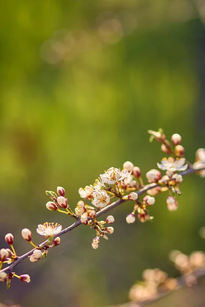 Virágzó Cseresznye Kertben Puha Fókusz Virág — Stock Fotó