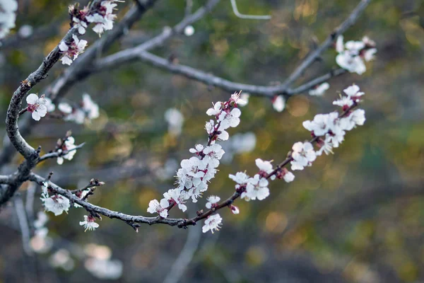 Kvetoucí Třešeň Zahradě Měkké Zaostření Travní Květ — Stock fotografie