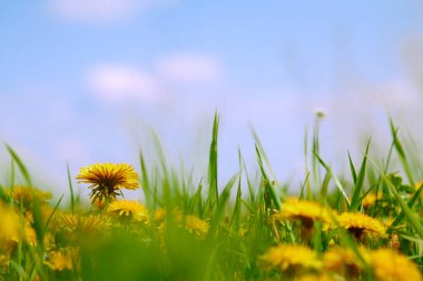 Sarı karahindibalı yeşil tarla.