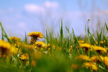 Sarı karahindibalı yeşil tarla.