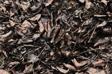 Kuru yapraklar arka plan. Yerdeki kuru yapraklar..