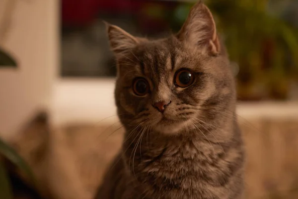 Cute Cuddly Scottish Straight Cat — Stock Photo, Image