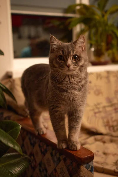 Cute Cuddly Scottish Straight Cat — Stock Photo, Image