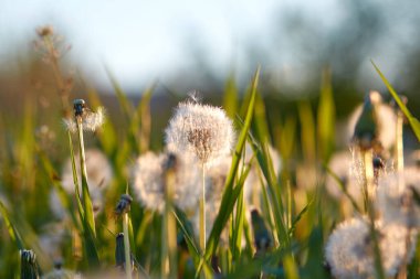 Gün batımında çimlerde karahindiba