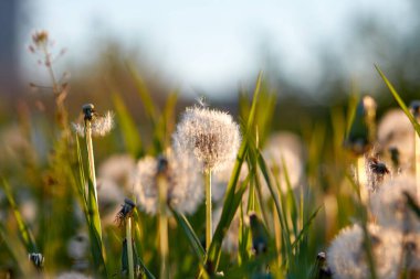 Gün batımında çimlerde karahindiba