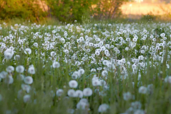 Dandelion Grass Sunset — Stock Photo, Image