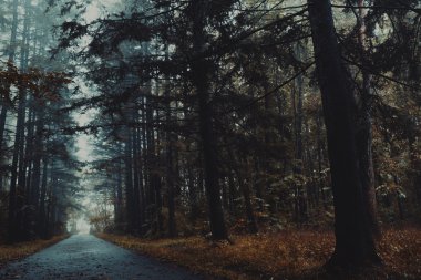 Kasvetli sonbahar orman, depresyon, yaprakları