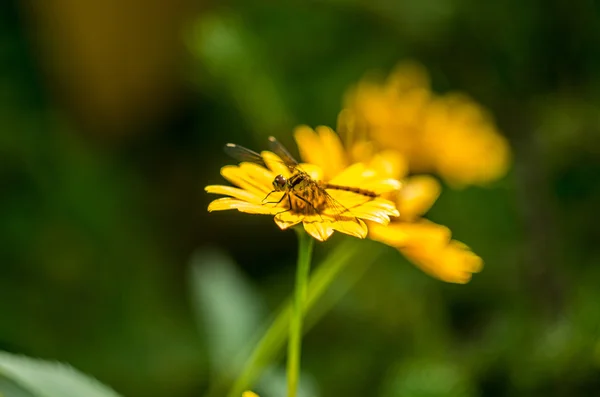 Una libellula nera — Foto Stock