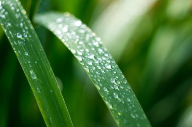 İnekler çim sahada