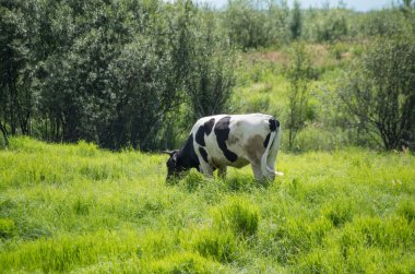 İnekler çim sahada
