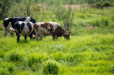 İnekler çim sahada