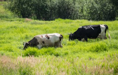 İnekler çim sahada