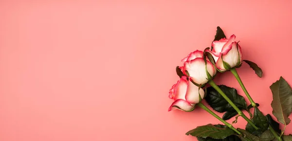 Concepto San Valentín Rosas Rosadas Sobre Fondo Rosa Macizo Con —  Fotos de Stock