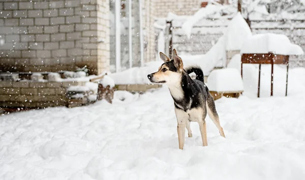 冬のレジャー 雪の中で遊ぶ美しい混合品種の犬の肖像画 — ストック写真