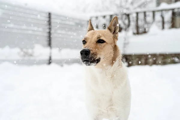 冬のレジャー 雪の中で遊ぶ美しい混合品種の犬の肖像画 — ストック写真