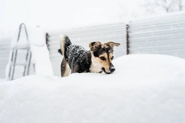 冬のレジャー ペットケア 裏庭の雪の中で遊ぶ愛らしい混合品種の犬 — ストック写真