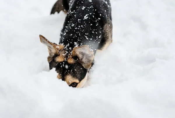 冬のレジャー ペットケア 裏庭の雪の中で遊ぶ愛らしい混合品種の犬 — ストック写真