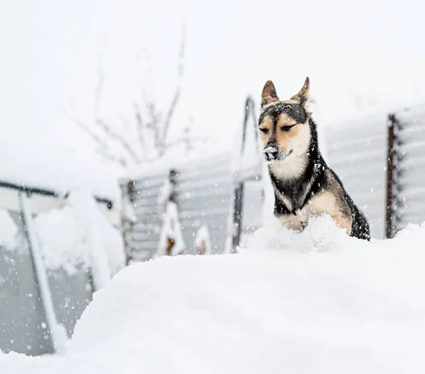 冬のレジャー ペットケア 裏庭の雪の中で遊ぶ愛らしい混合品種の犬 — ストック写真