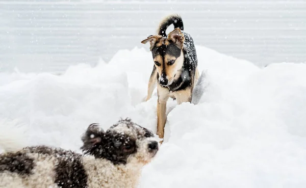 冬のレジャー ペットケア 裏庭の雪の中で遊んでいる愛らしい混合品種の犬 — ストック写真
