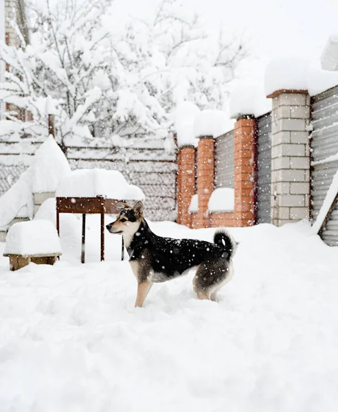冬のレジャー 雪の中で遊ぶ美しい混合品種の犬の肖像画 — ストック写真