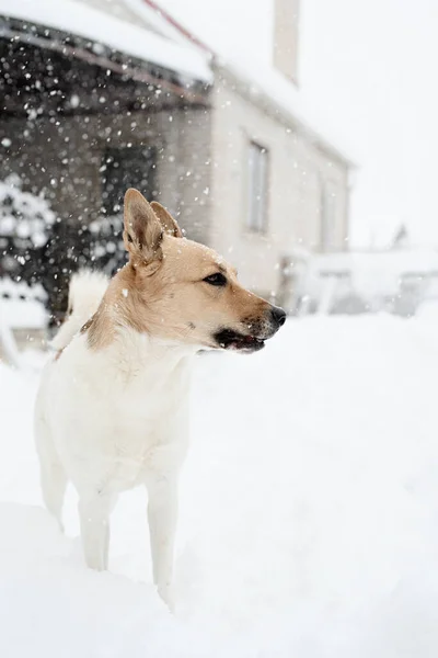 冬のレジャー 雪の中で遊ぶ美しい混合品種の犬の肖像画 — ストック写真