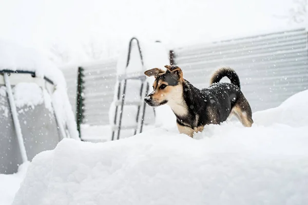 冬のレジャー ペットケア 裏庭の雪の中で遊ぶ愛らしい混合品種の犬 — ストック写真