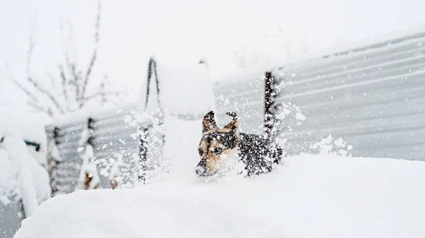 冬のレジャー ペットケア 裏庭の雪の中で遊ぶ愛らしい混合品種の犬 — ストック写真