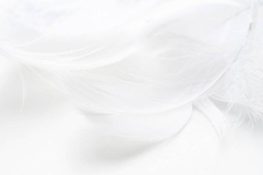 Soyut arkaplan. Doku. Pastel renkli tüylü kuş tüyü arka plan