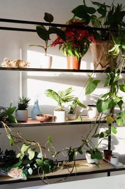 Evde bahçıvanlık. Bitkilerle dolu çalışma alanı ve bahçe işleri için masa. Bitkiler için raflar ve masalar. Gün batımı, sert ışık