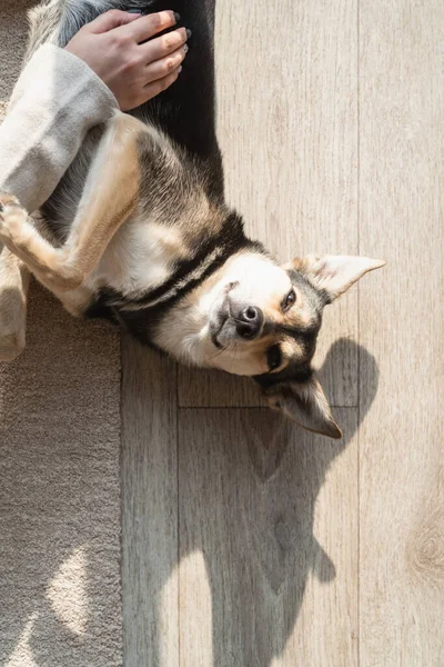 woman with playful mixed breed dog, embracing and having fun at home. Funny mixed breed dog lying on the floor