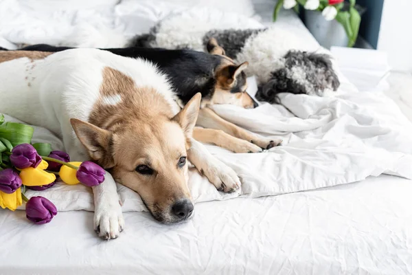 Tulipani Primaverili Cani Nel Letto Gruppo Carino Cani Razza Mista — Foto Stock