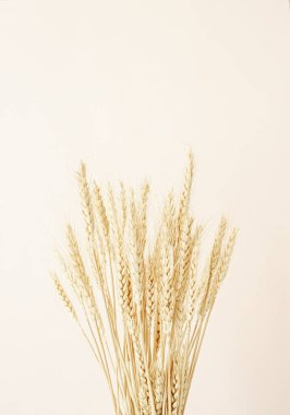 Bej arkaplandaki buğday dikenlerini kapatın. Asgari nötr çiçek bileşimi