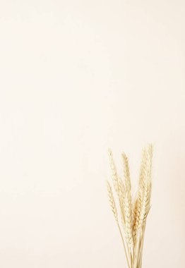 Bej arkaplandaki buğday dikenlerini kapatın. Asgari nötr çiçek bileşimi